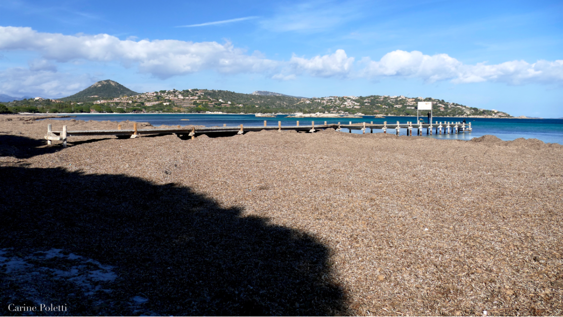 La Baie De Santa Giulia Envahie Par Les Posidonies