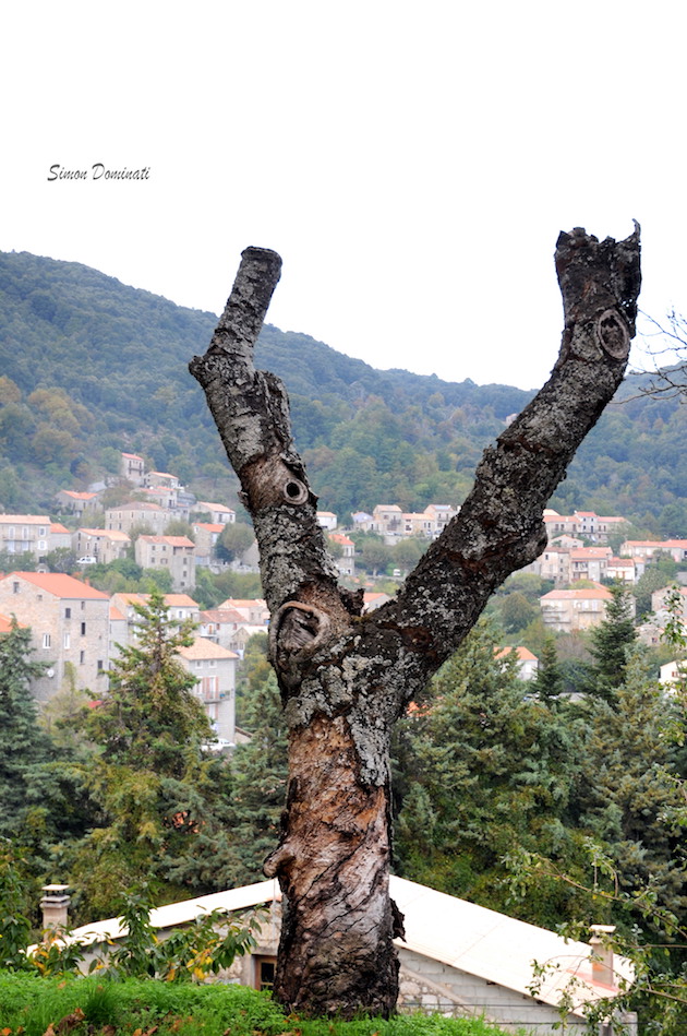 « Le gibbon mâle de Carianonu » (Quartier de Lévie)