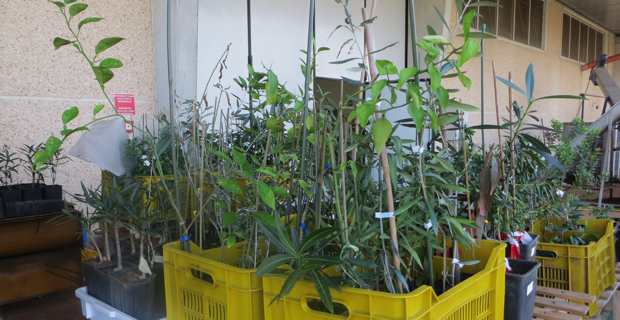 Des plants de végétaux italiens.