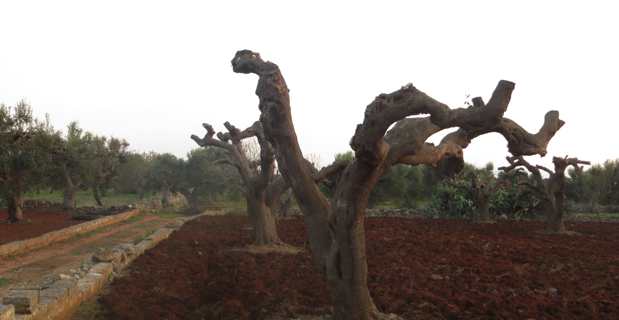 Un champ d'oliviers des Pouilles ravagé par la xylella fastidiosa.