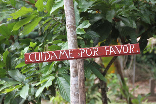 Pérou : 60 000 arbres plantés dans la "Forêt Corsica Ferries"