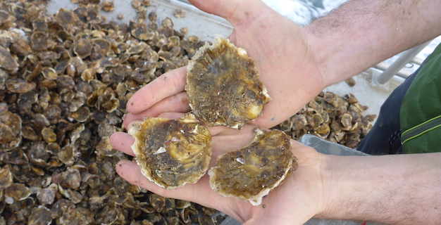 L’huître plate : Une… perle pour l’étang de Diana