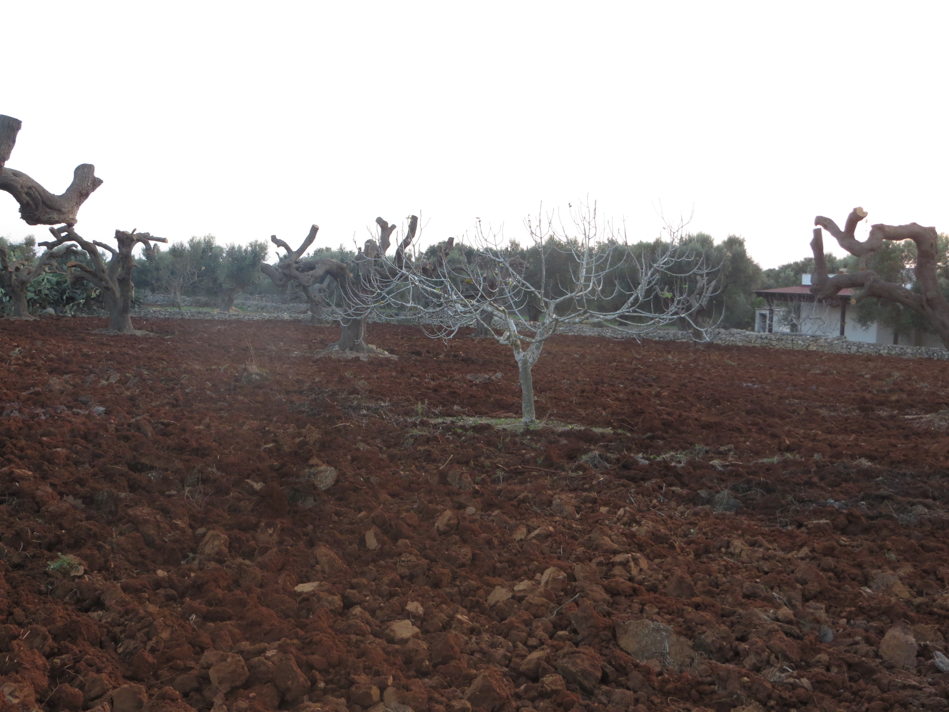 Les oliveraies des Pouilles italiennes ravagées par la xylella fastidiosa.