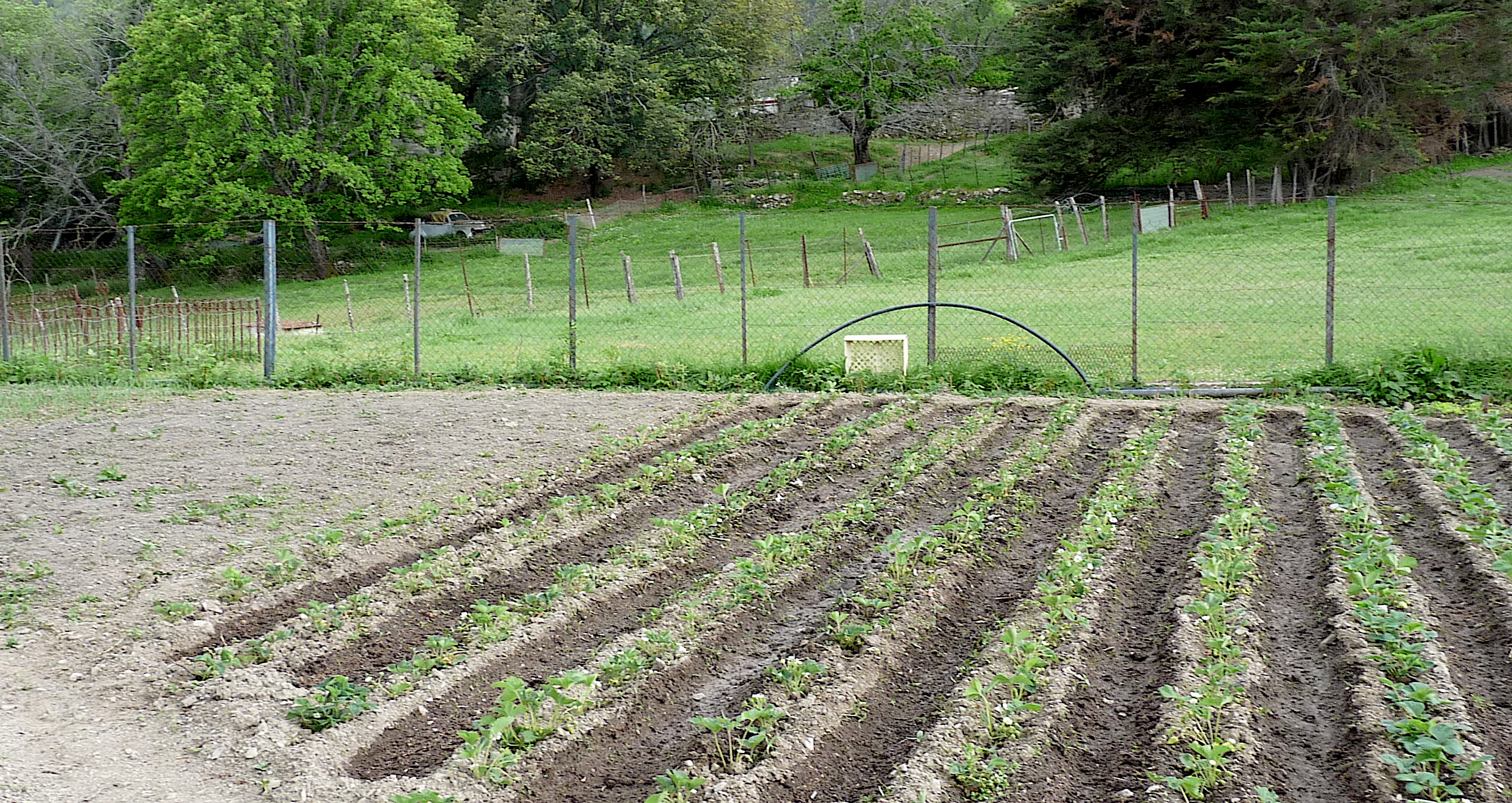 Les potagers reprennent vie