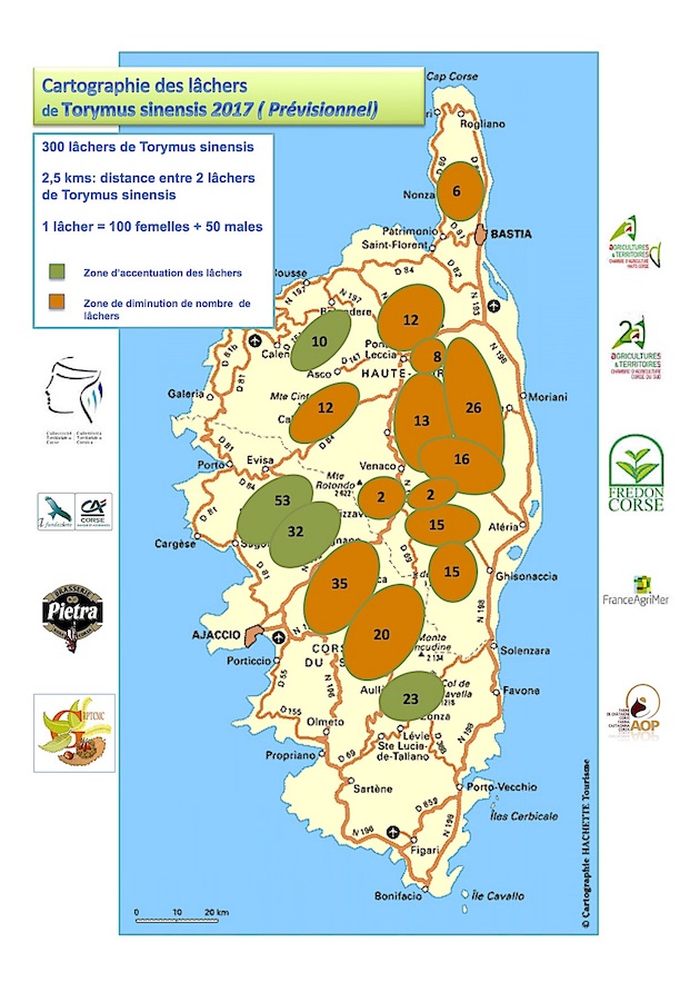 Corse : La lutte contre le Cynips du châtaignier se poursuit