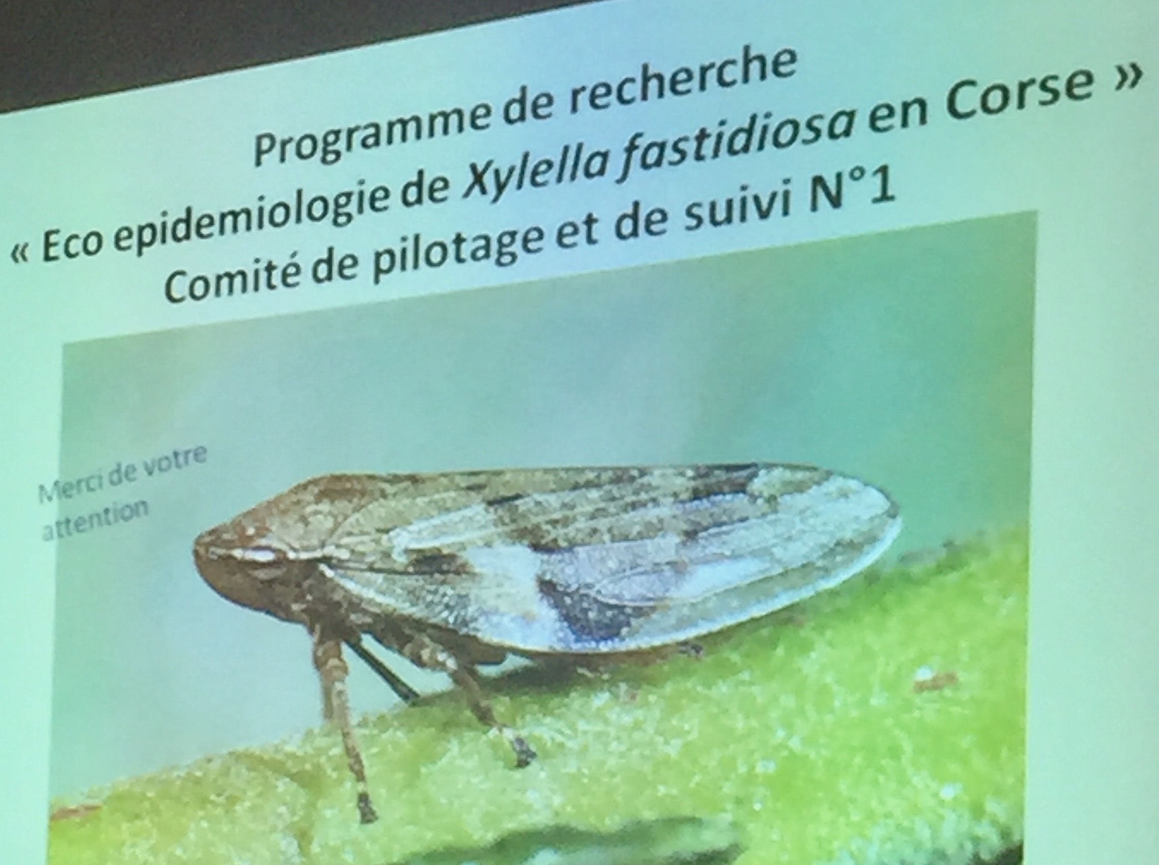 Xylella Fastidiosa en Corse : Un comité de pilotage pour une étude qui s'étendra sur 3 ans