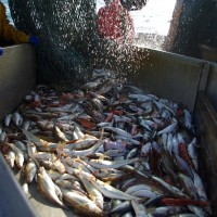 Union européenne : La croissance bleue, un moteur économique pour les îles et les régions littorales