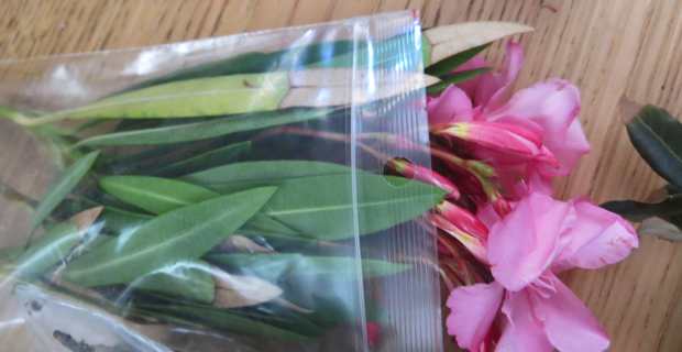 Laurier corse infecté.