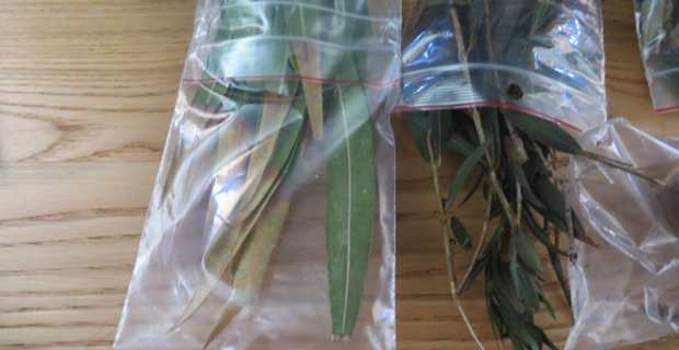 Végétaux infestés.