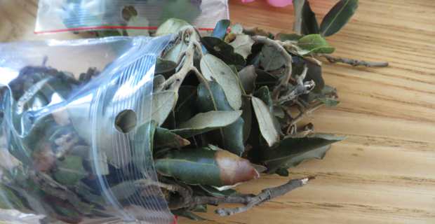 Végétaux infestés.