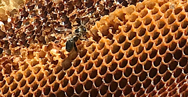 Miel de Corse :  Un début de saison qui redonne le sourire aux apiculteurs