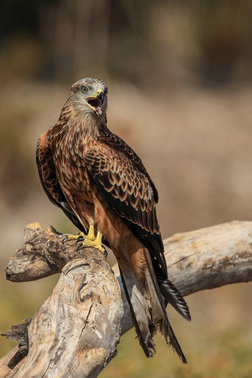 Ville di Petrabugno : Dimanche la 5ème Festa Paisana