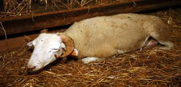Deux cas de fièvre catarrhale ovine détectés en Haute-Corse