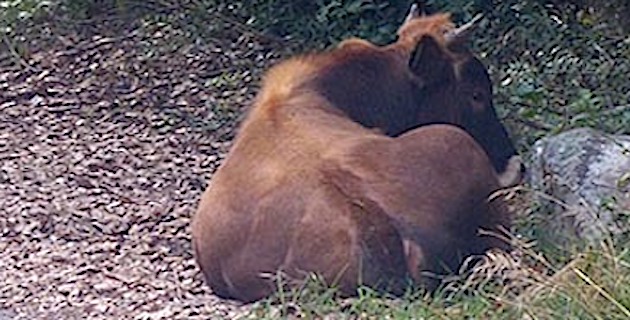 Sécheresse : Difficulté d’abreuvement du bétail en Corse-du-Sud