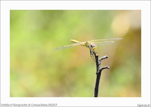 (Photos Christophe Kaelbel)