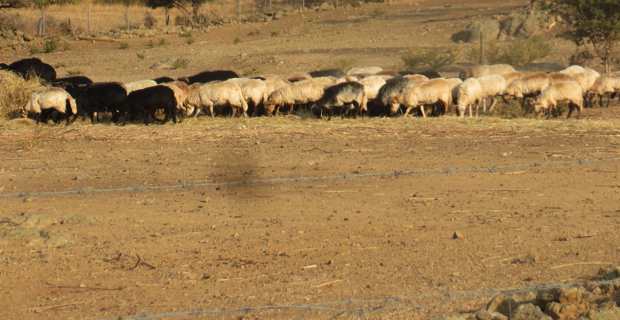 Sécheresse : Les agriculteurs sur le pied de guerre réclament des mesures d’urgence pour irriguer leurs cultures