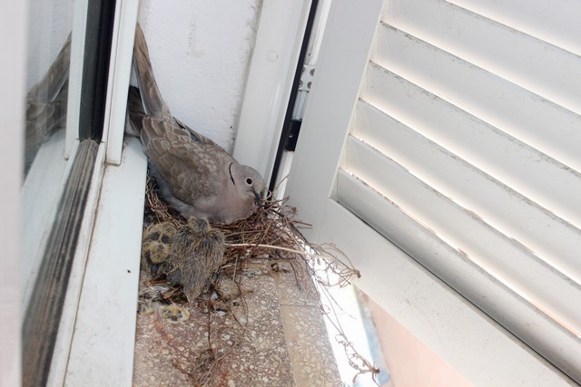 Une tourterelle donne naissance à des petits à la...  Casa cumuna de Calvi !