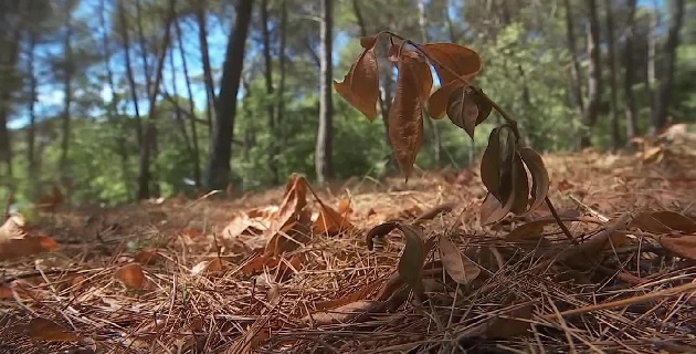 Sécheresse : Les mesures complémentaires de restriction d’usage de l’eau en Corse-du-Sud