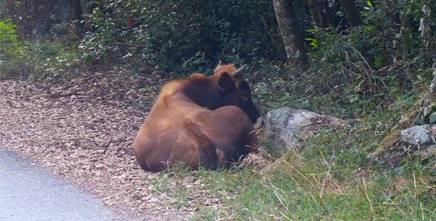 Quenza : Une douzaine de vaches abattues dans le village. Global Earth Keeper dépose plainte