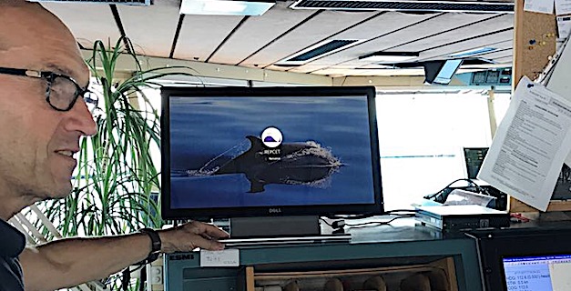 Quatre navires de la Corsica Ferries prêts pour l'observation et la préservation des cétacés