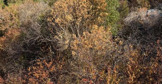 Sècheresse : La colère des agriculteurs. Ils ont occupé les locaux de la la direction régionale