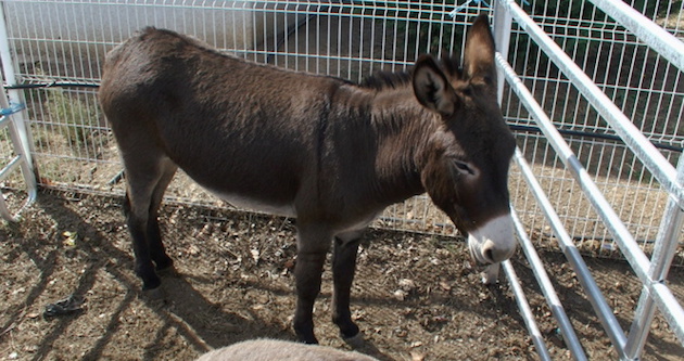 Biguglia : Une belle « Journée du cheval et de l’âne »