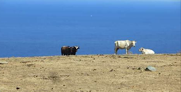 Joseph Colombani : « La sécheresse, que connaît la Corse aujourd’hui, devient un fait de société ».