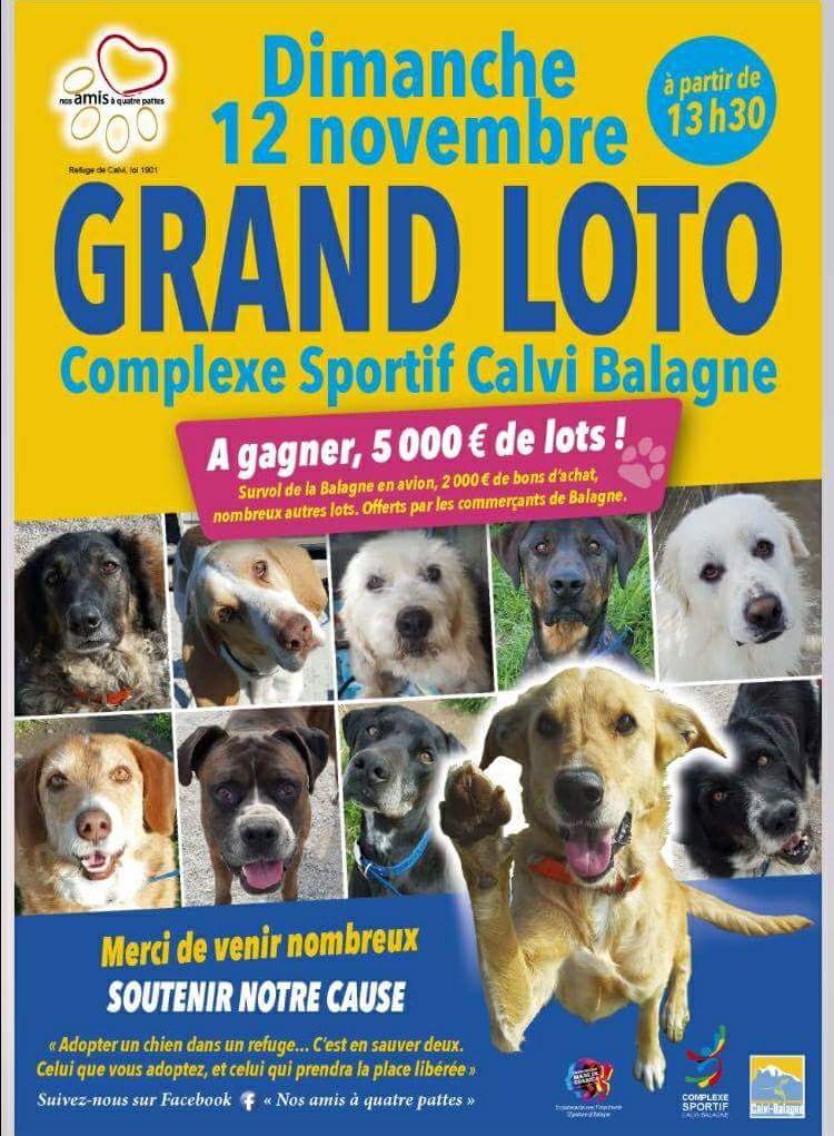  Calvi : L'association "Nos amis à quatre pattes"se mobilise