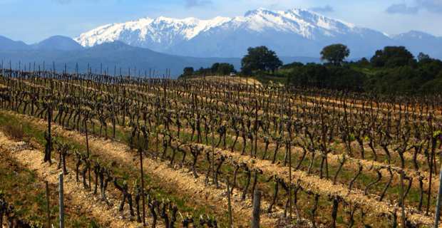 Territoriales : Le cri de détresse d’Utopia Droits paisani aux candidats pour la sauvegarde de l’agriculture 