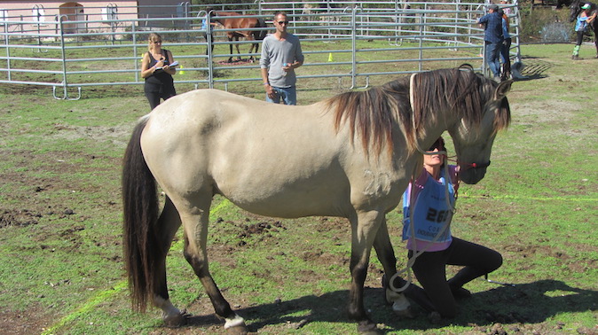 Occhiatana : Un concours Equifeel au Haras de Tesa