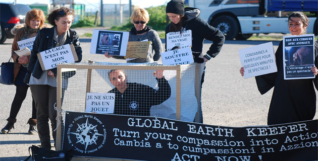 Global Earth Keeper Corse se mobilise régulièrement en faveur des animaux (Archives CNI)