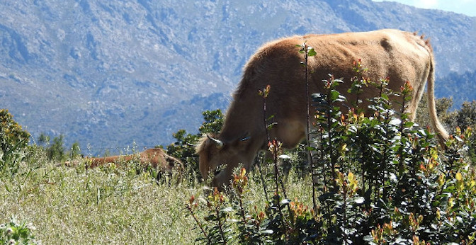 A Moresca : Points communs avec la vache de l'Atlas marocain