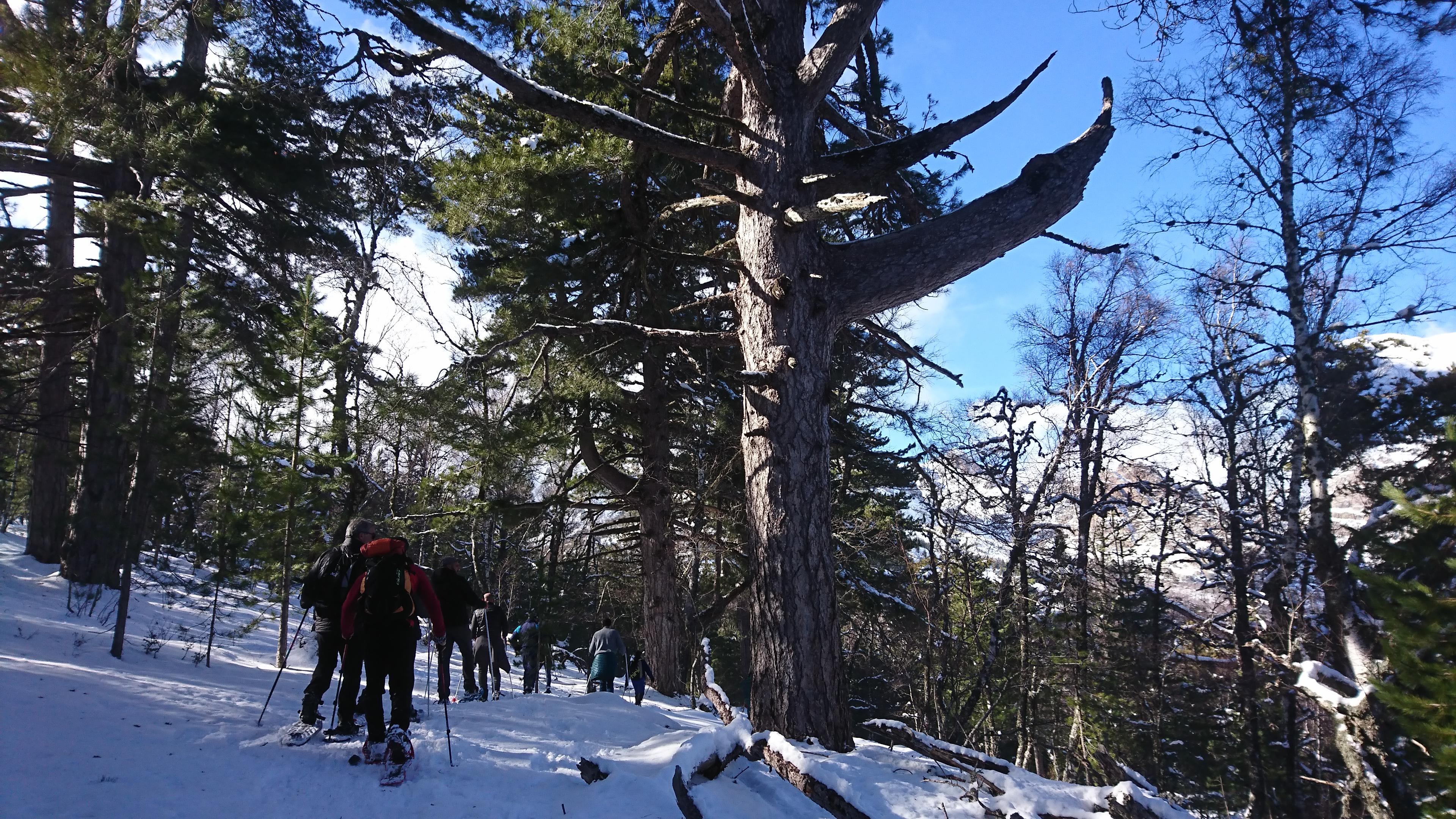 Neige : les Hivernales font le plein au col de Verghju