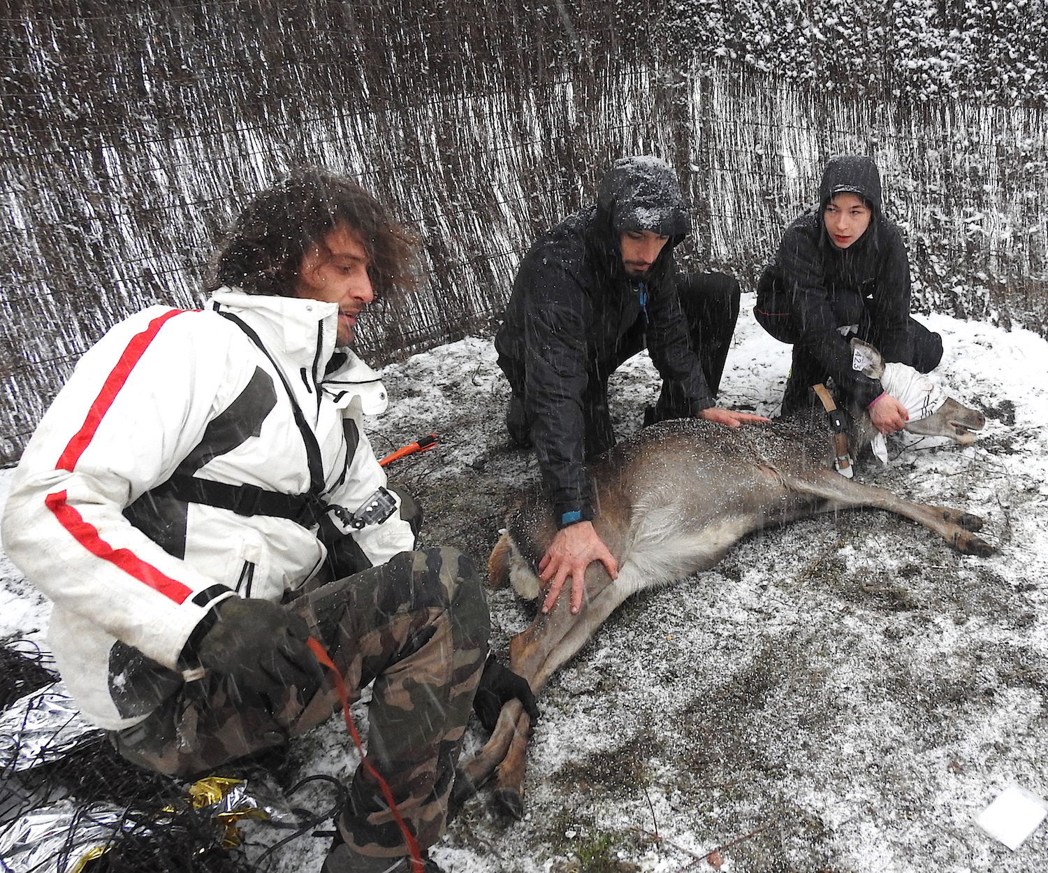 Les agents du PNRC Roch Secchi, Florian Mannoni, Stevan Mondoloni, Mattea Moretti avec la biche