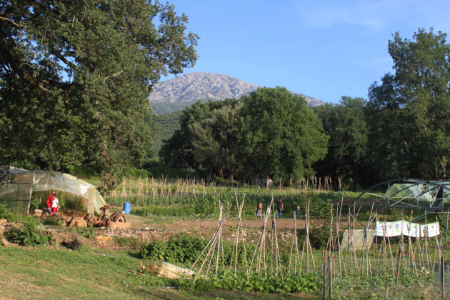 Agriculture Corse :  Les surfaces peu productives ne pourraient plus être primées par la PAC