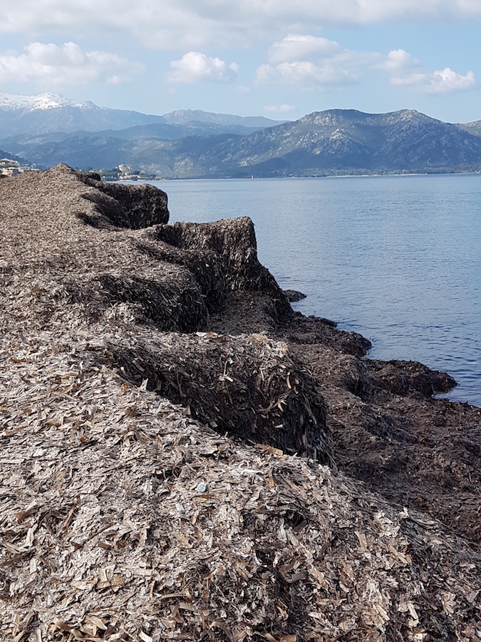 Saint-Florent : Les élèves de l'école Porette de Corte sur la plage d'Olzu 