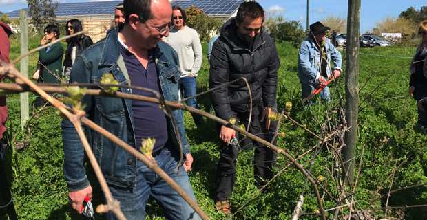 Les deux leaders de Core in Fronte, Paul-Félix Benedetti et Jean-Baptiste Arena, débute la taille sur une vigne à l'abandon depuis deux ans.