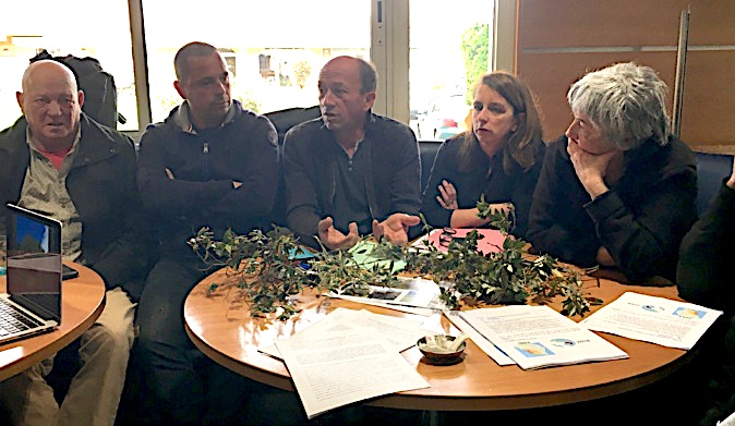 Xylella Fastidiosa : L'appel au secours des oléiculteurs de Corse