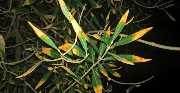 Les oliviers corses atteints.