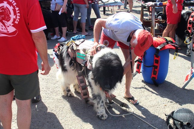 Des Terre-Neuve, chiens sauveteurs  en démonstration aux "Puces Nautiques" de Calvi