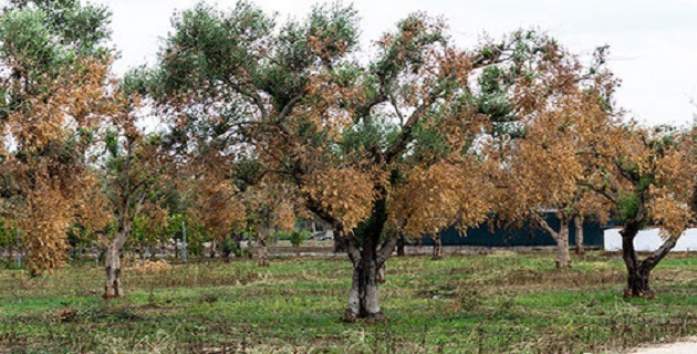Les ravages de la Xylella dans les Pouilles