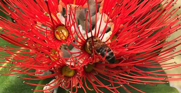 20 mai : Une journée mondiale d’action pour sauver les abeilles et l’humanité !