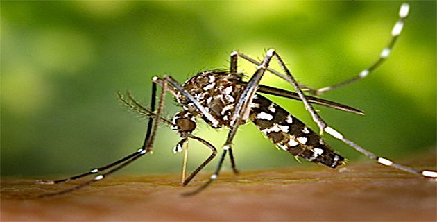 Suspicion  d'un cas de Dengue, Zika, ou Chikungunya en Corse-du-Sud 