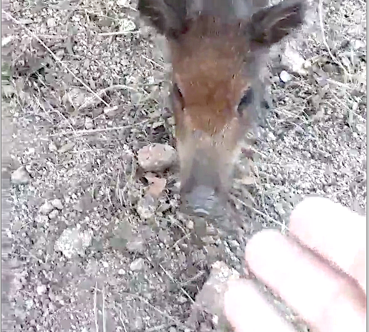 Palombaggia : Quand les jeunes sangliers viennent vous manger dans la main…