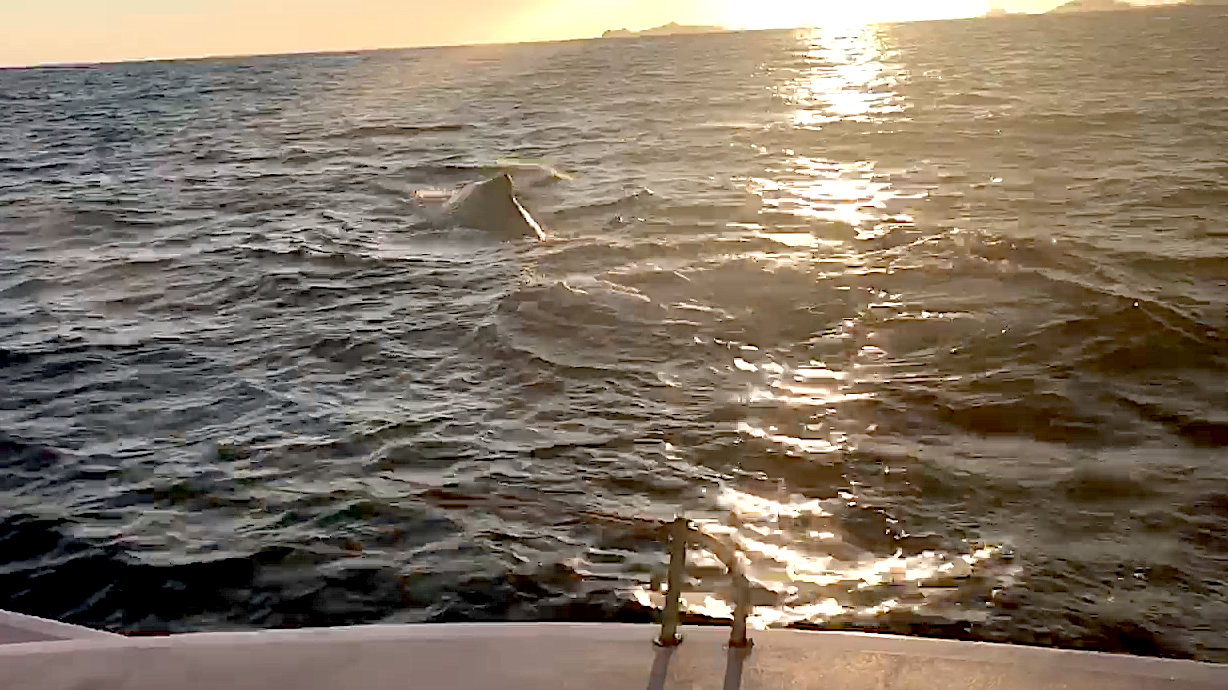 Golfe d'Ajaccio : Rencontre avec une baleine…