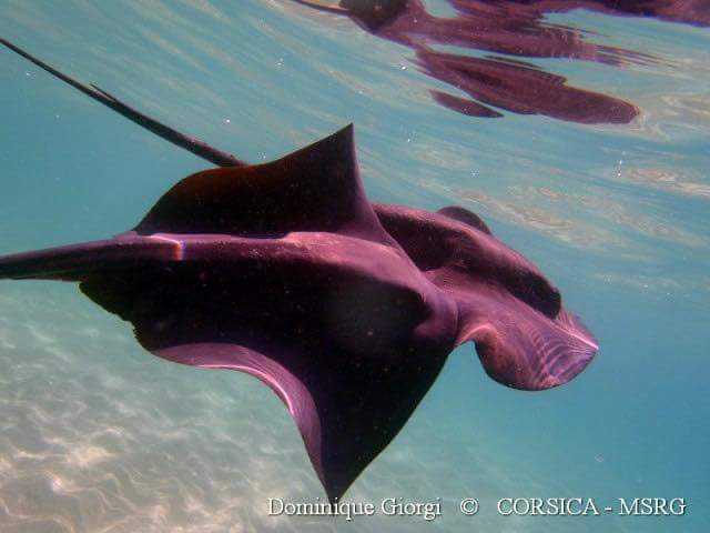 Attention aux raies pastenagues violettes entre le Valinco et la rive Sud d'Ajaccio