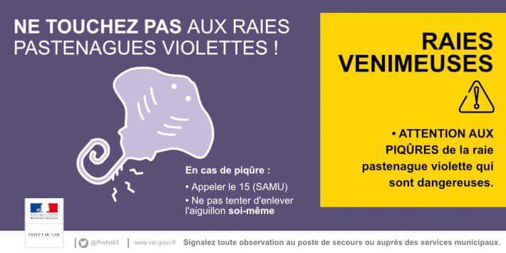 Attention aux raies pastenagues violettes entre le Valinco et la rive Sud d'Ajaccio
