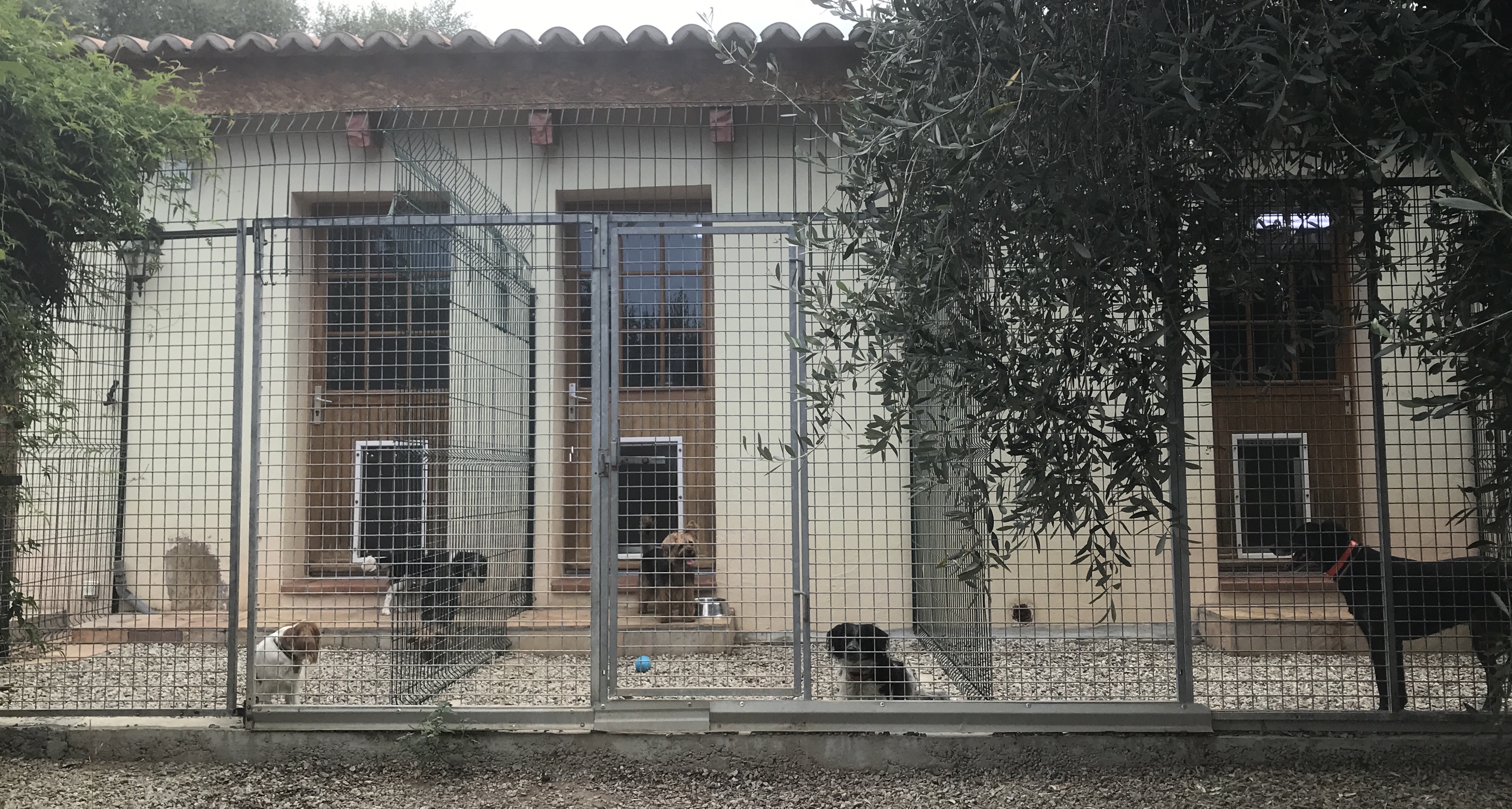 Les pensions pour animaux : Une aide souvent méconnue en Corse