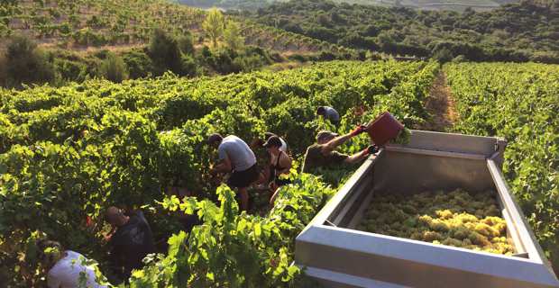 Les vendanges dans le vignoble de la famille Arena à Patrimoniu.
