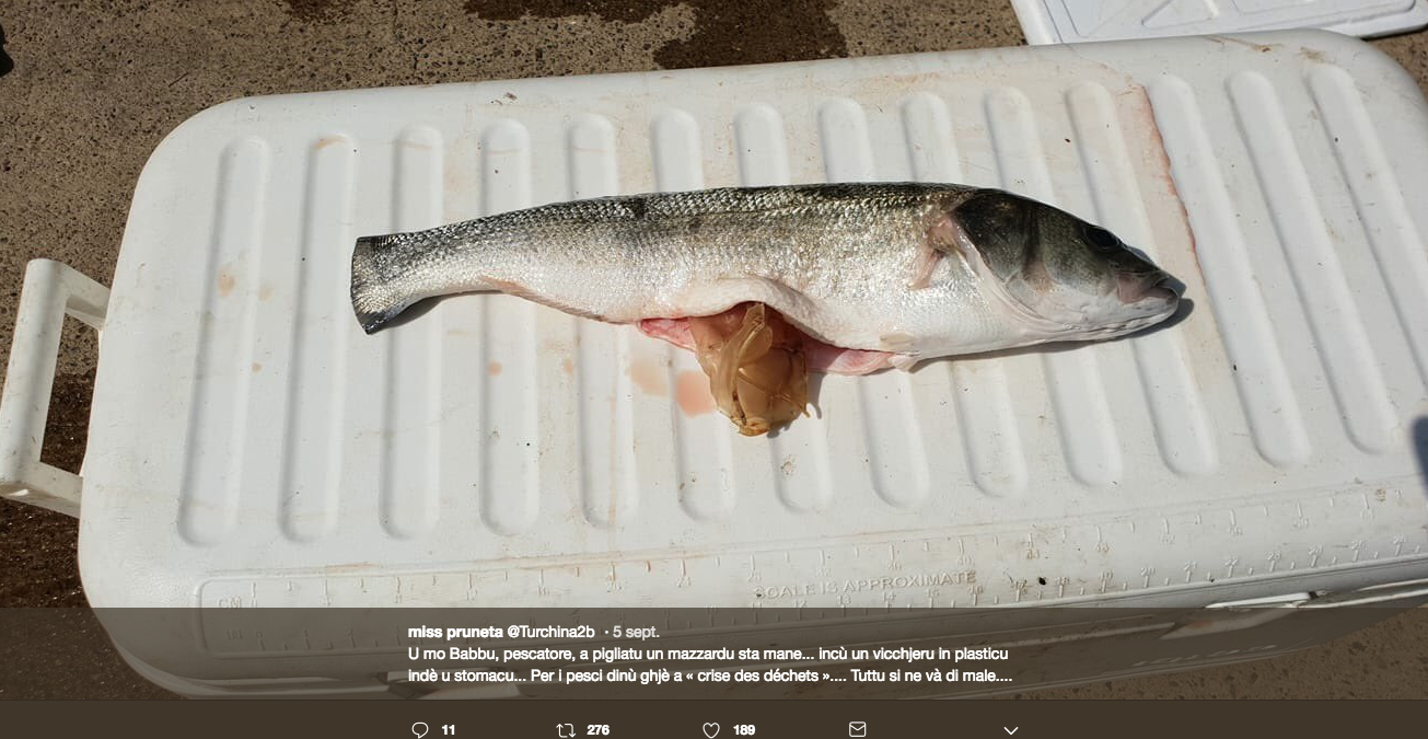 Un gobelet en plastique dans l'estomac d'un poisson à l'embouchure du Golu : Faut-il s'en étonner ?